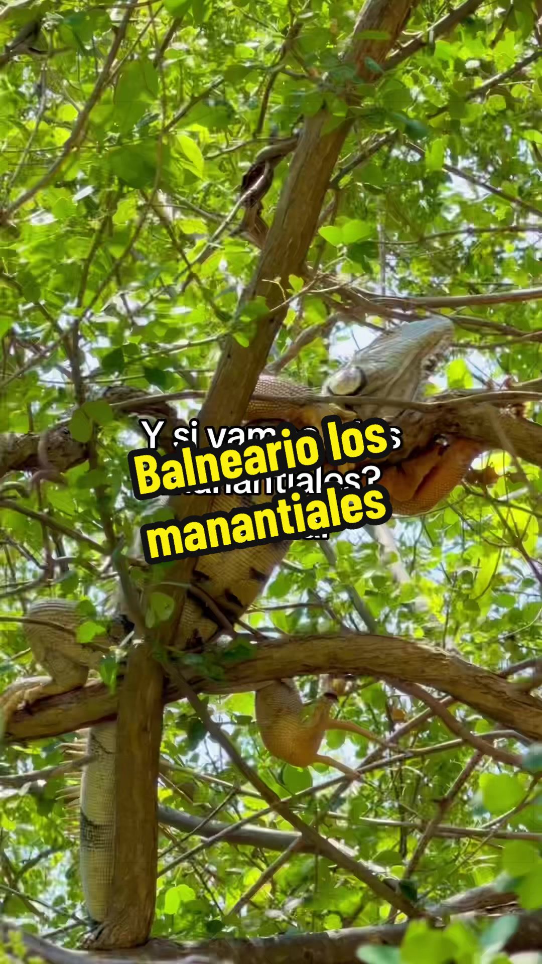 @elbauldemorelosoficial