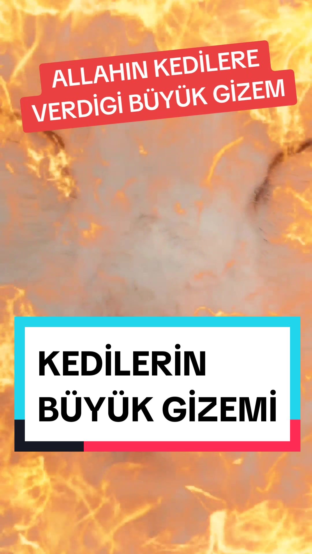 @Kedi_BULUT