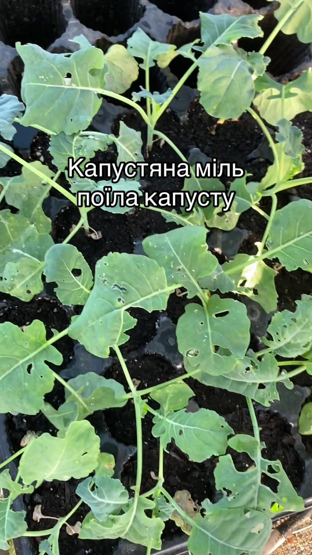 @Дружина фермера
