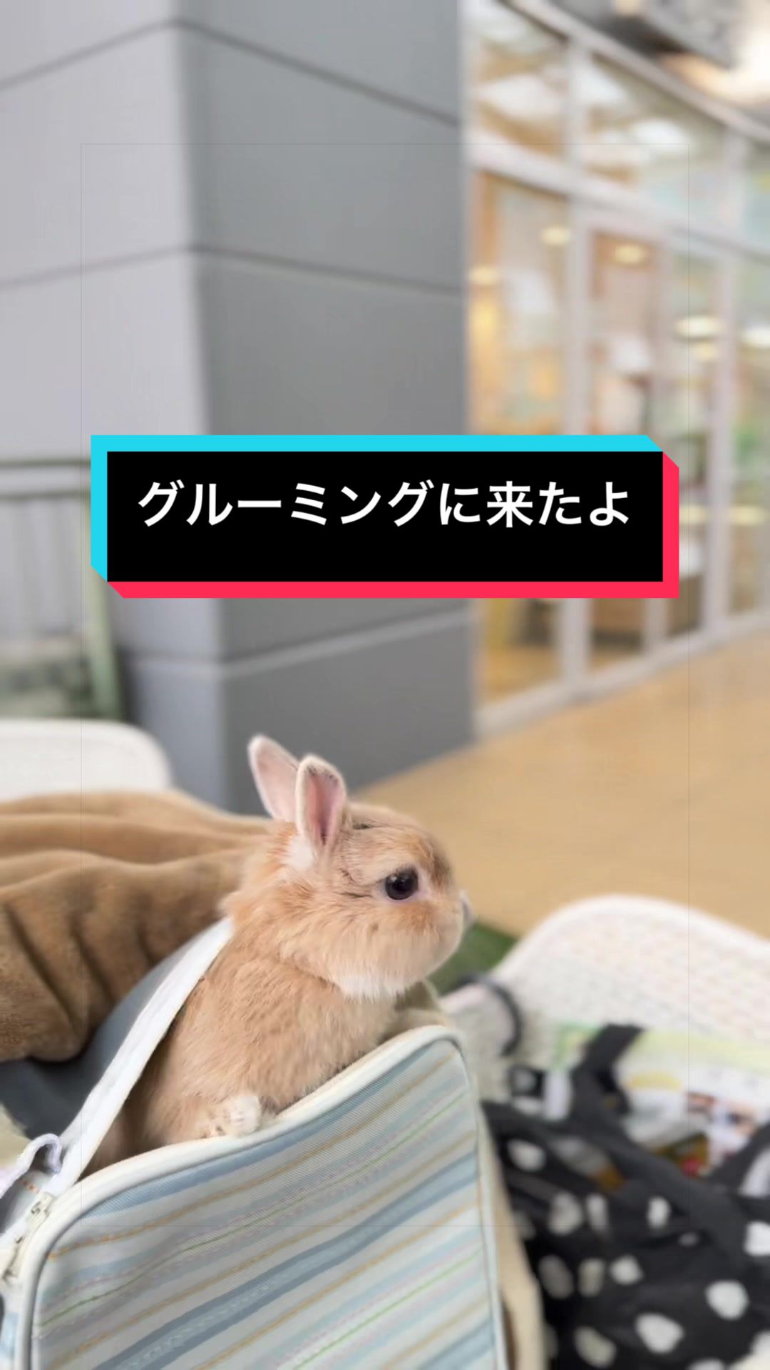 @うさぎのもちまる