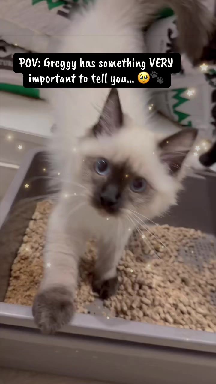 @crazycatcafe