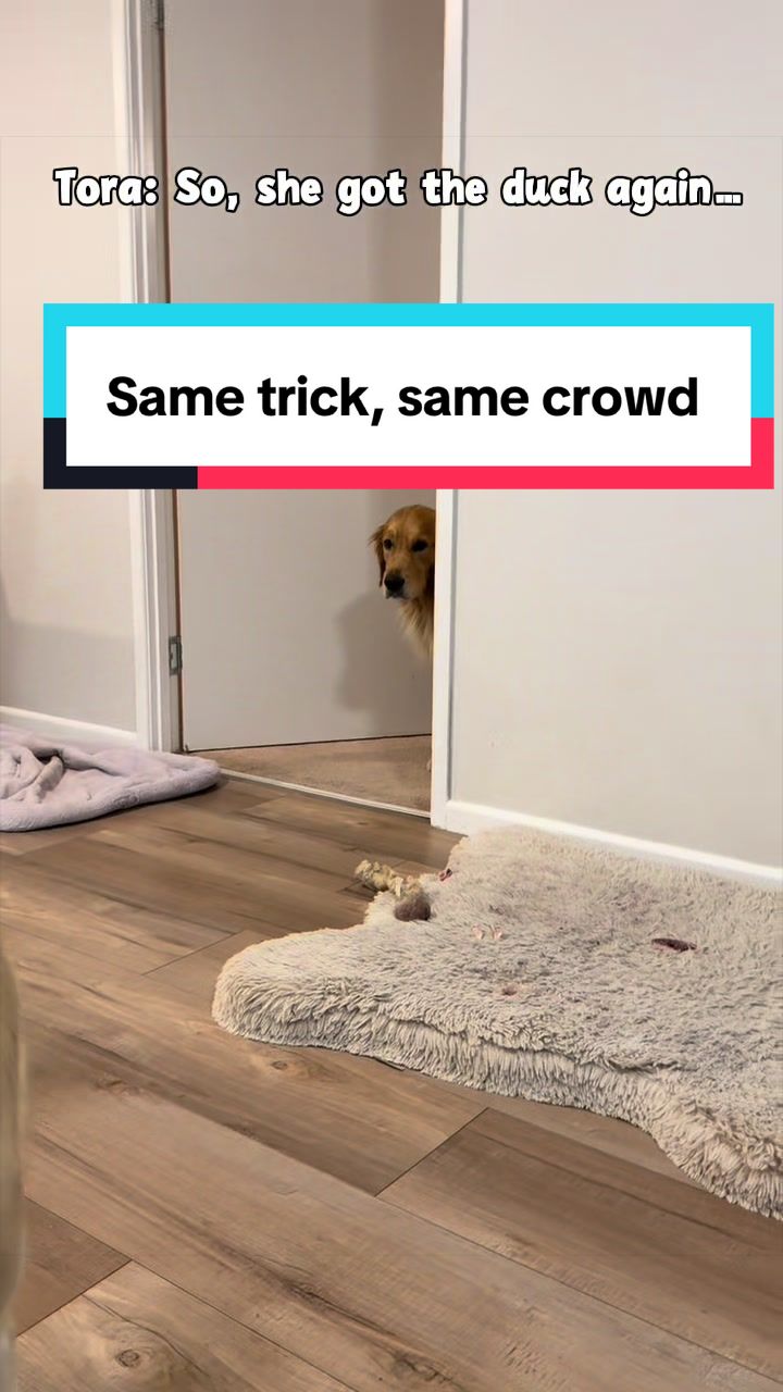 @3goldenretriever
