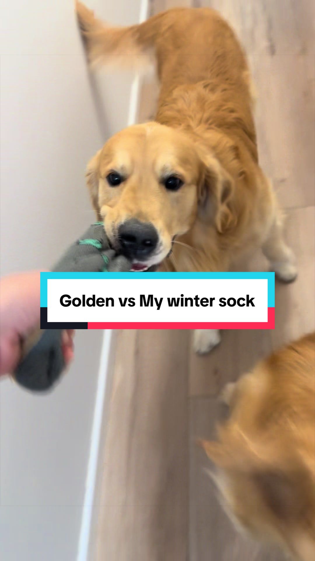 @3goldenretriever