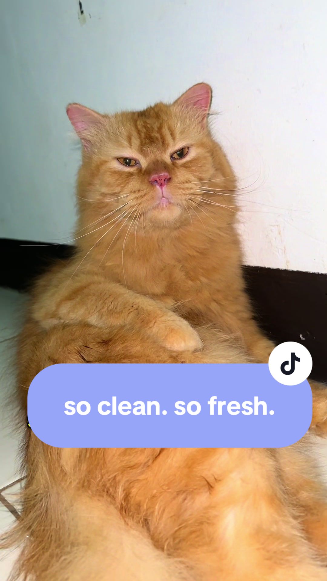 @17meows