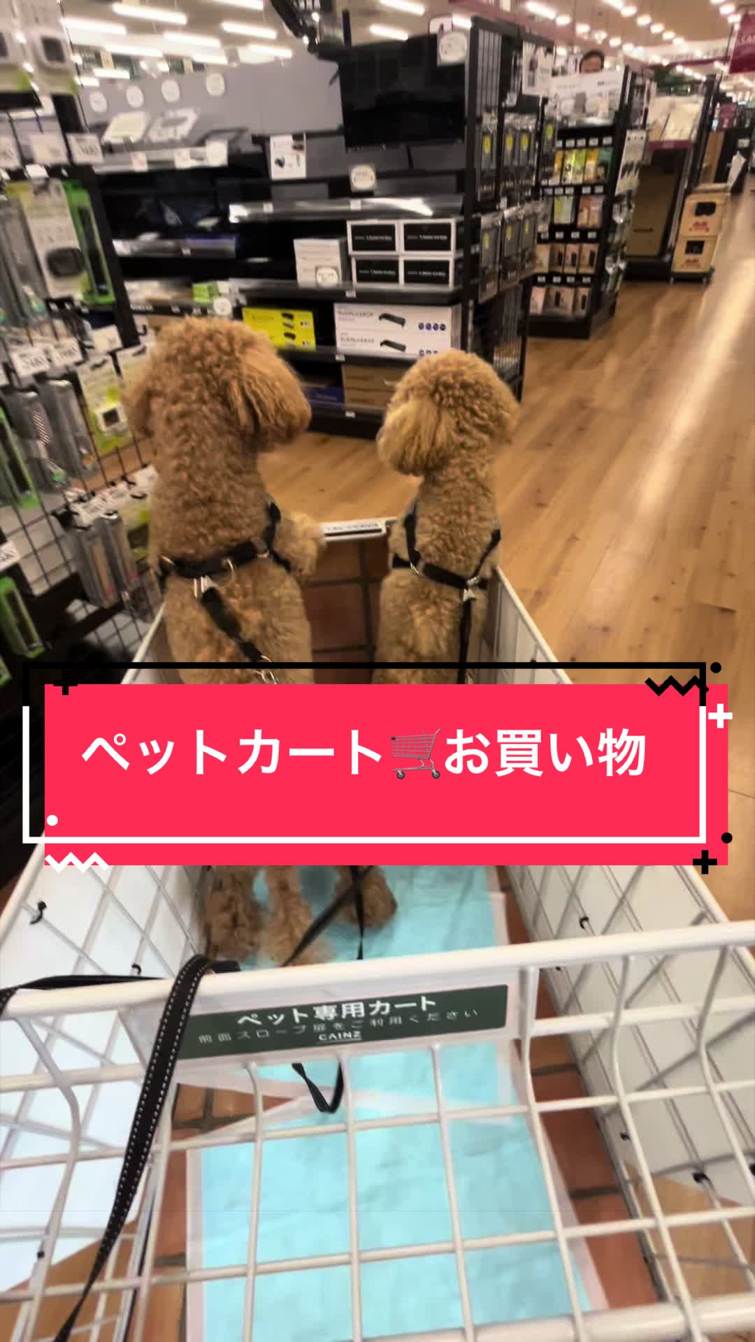 @カンキツ