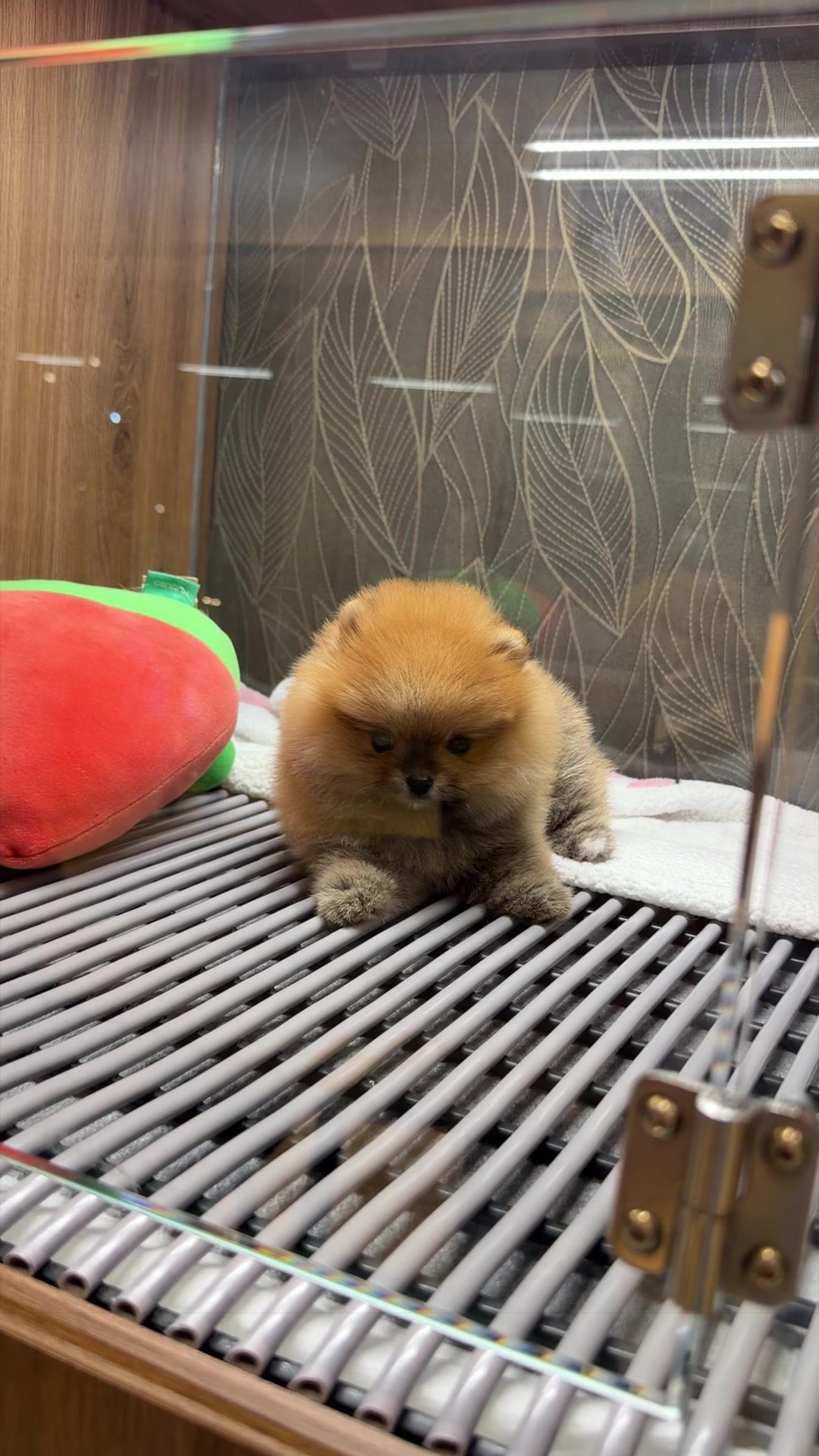 @JC Dog Republic