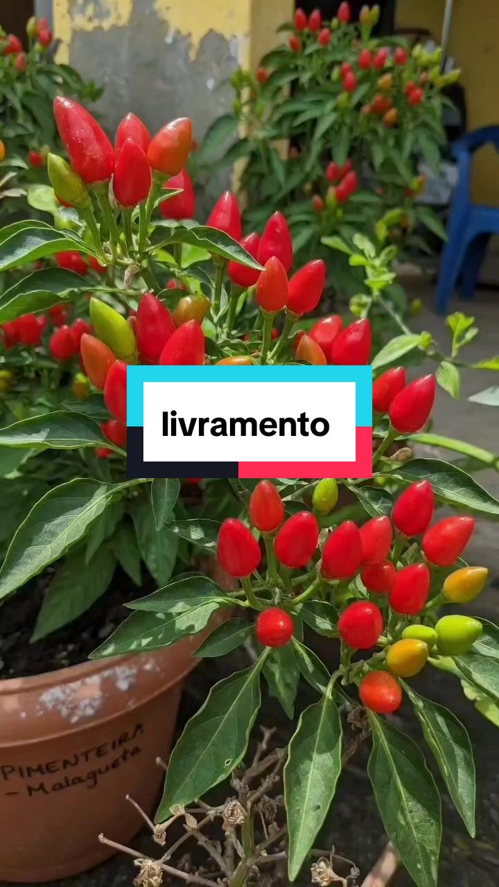 @Dicas e Receitas Naturais