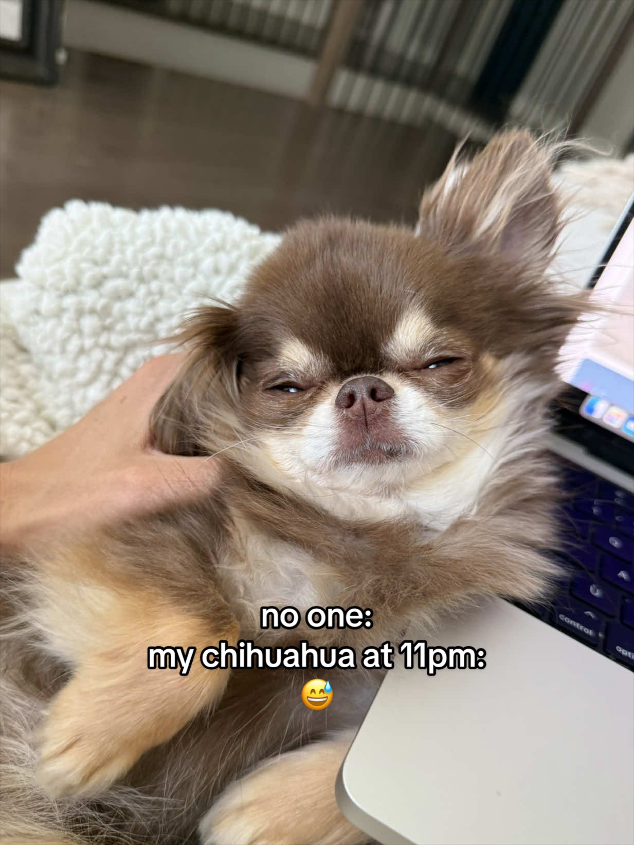 @Lou the Chichi