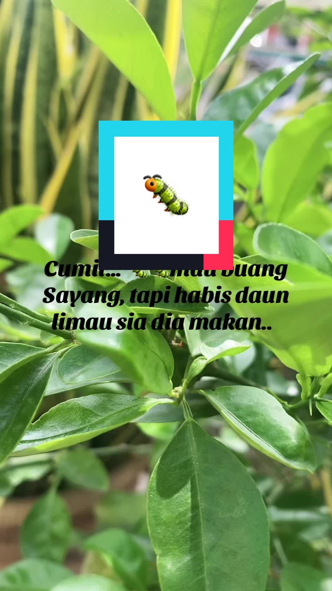 @Nurhamidahkaharuddin