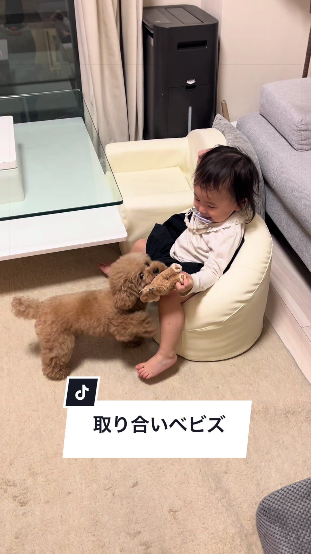 @しゃこたん犬ぽこ🐶🐰with子分