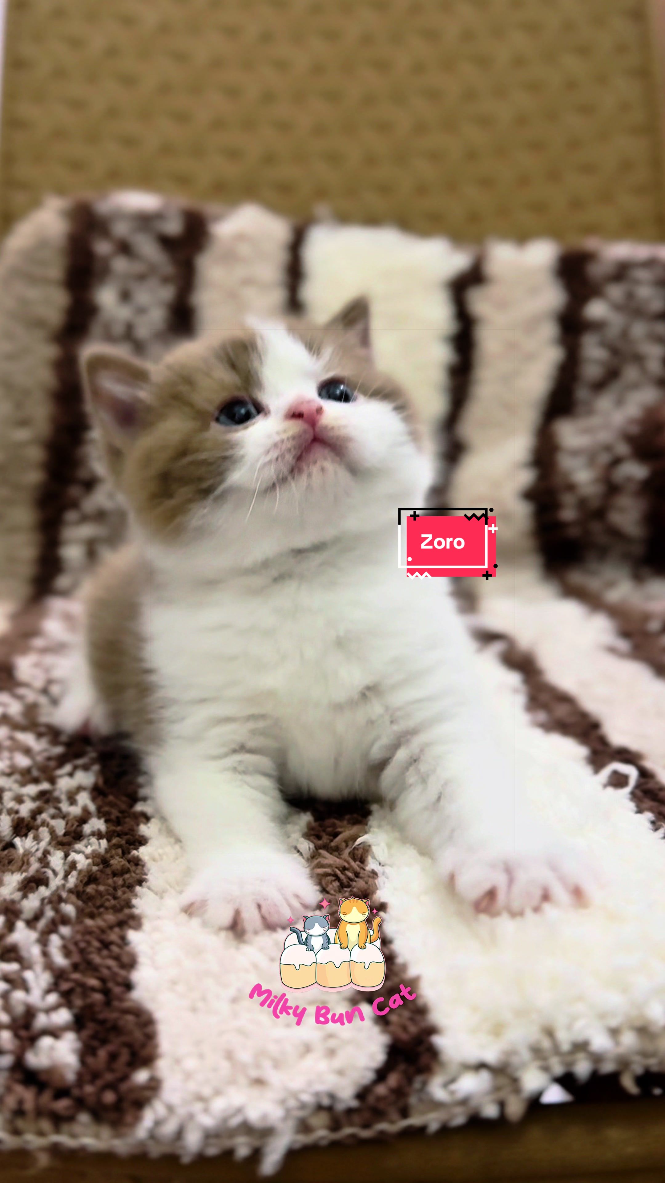 @milky bun cat