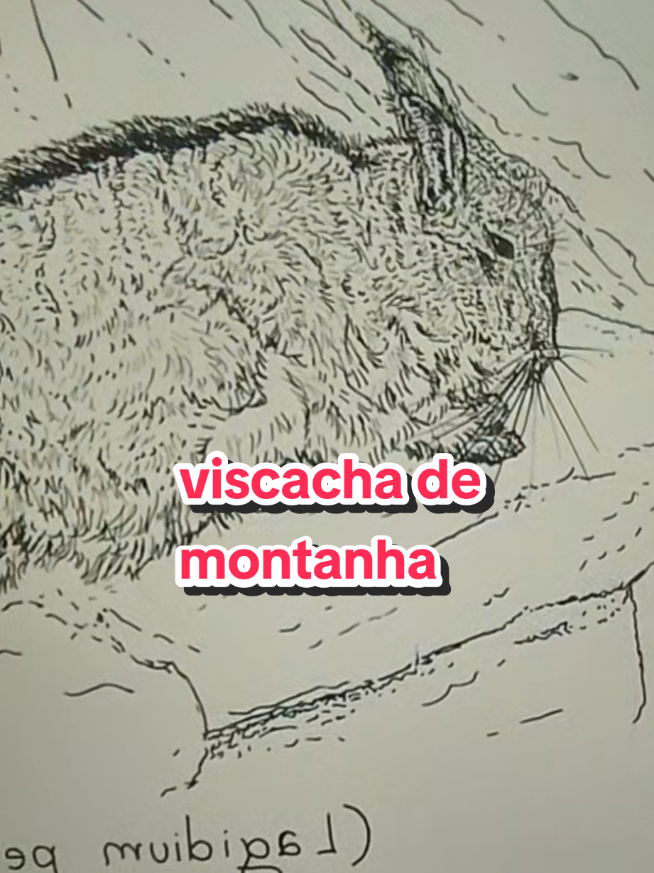 @Afonso Henrique