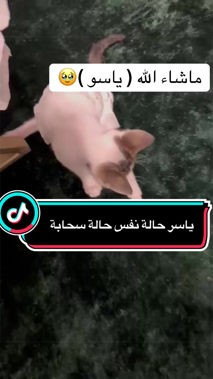 @لولو الحسني🇸🇦🫀