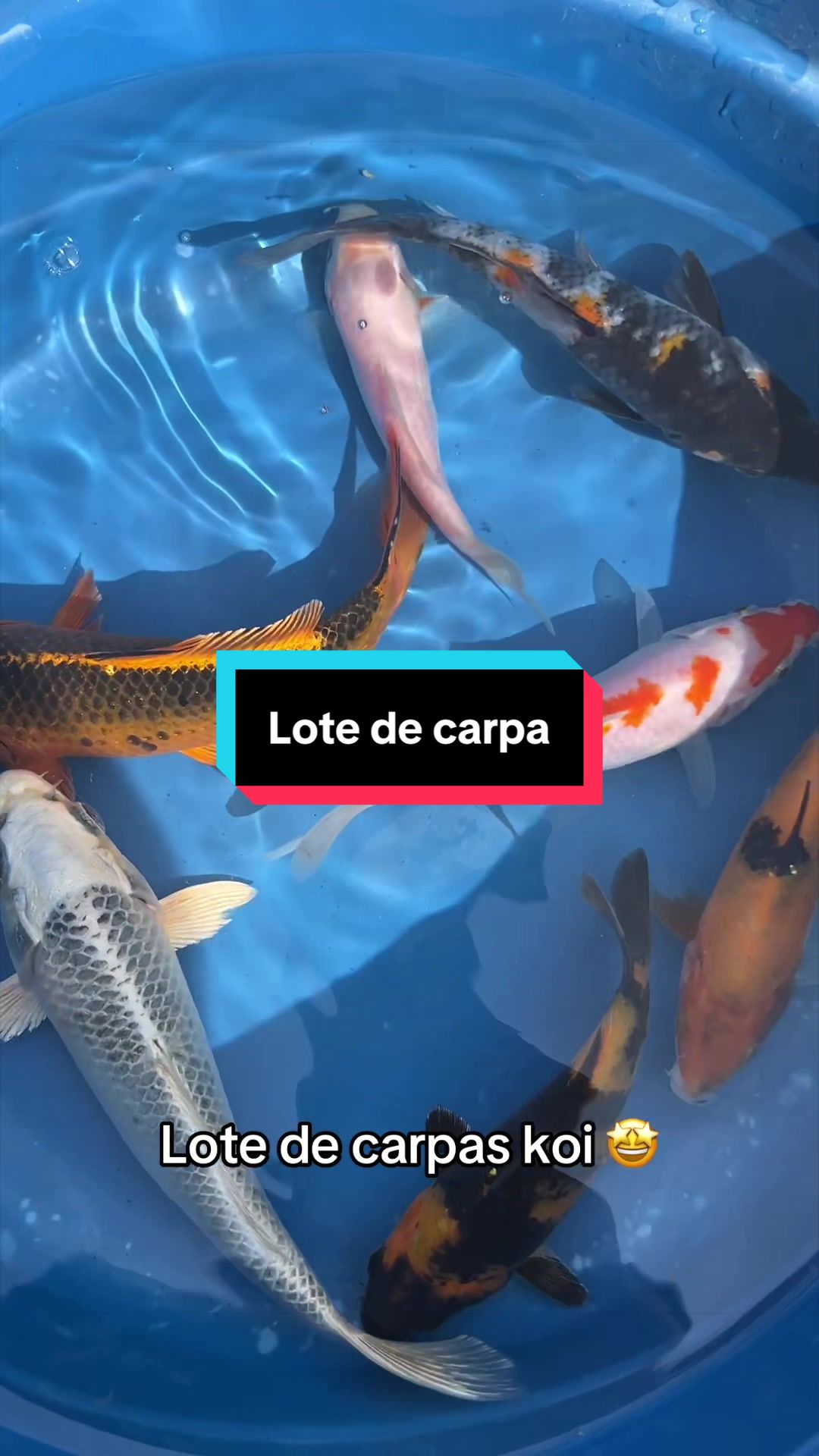 @Walter Fish