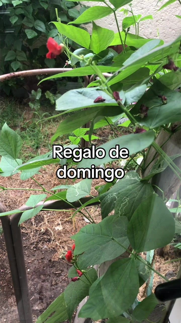 @Pao Salcedo
