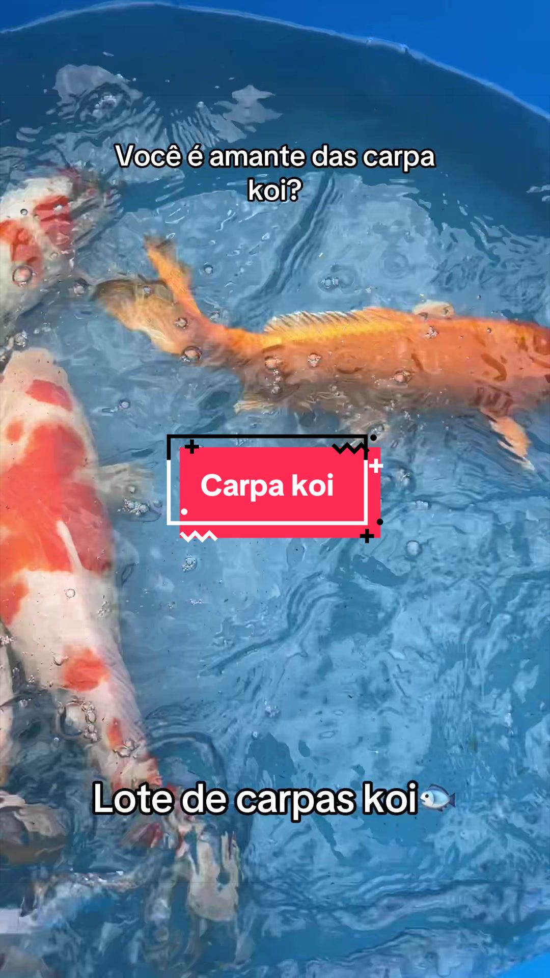 @Walter Fish