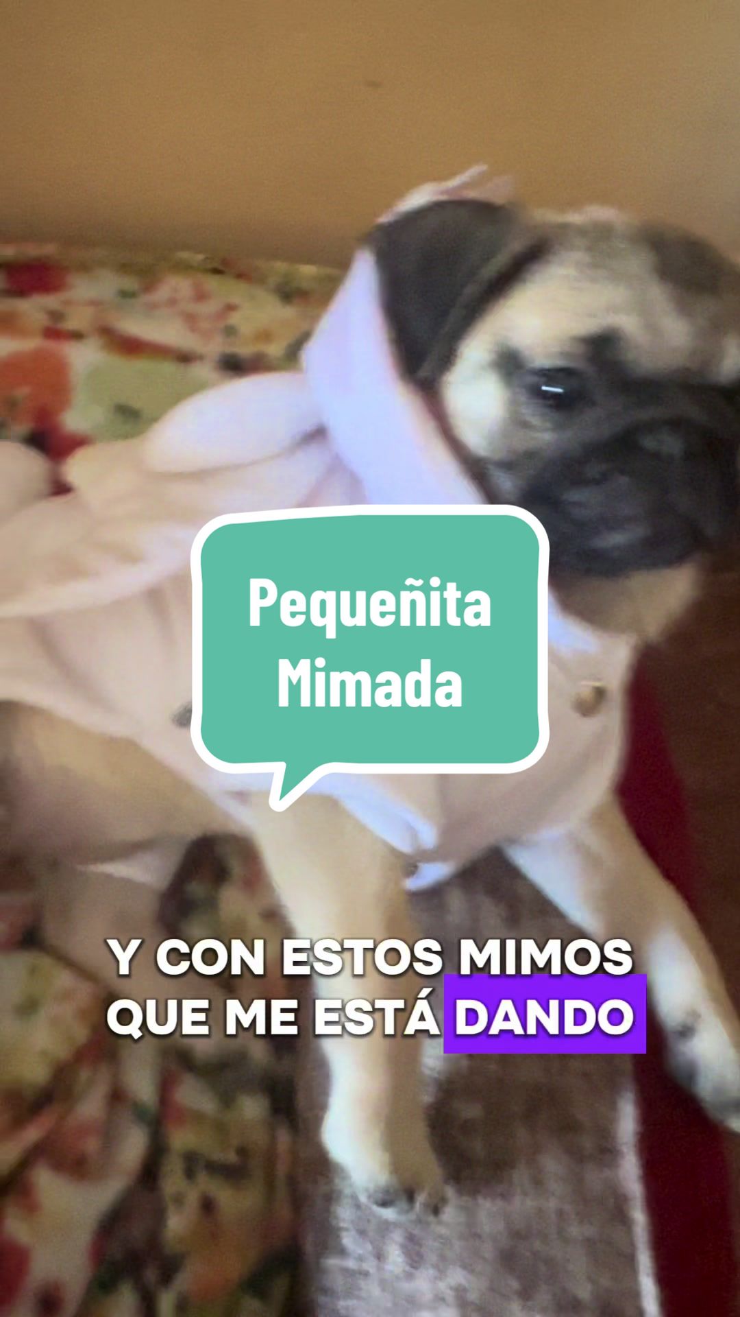 @Babypug