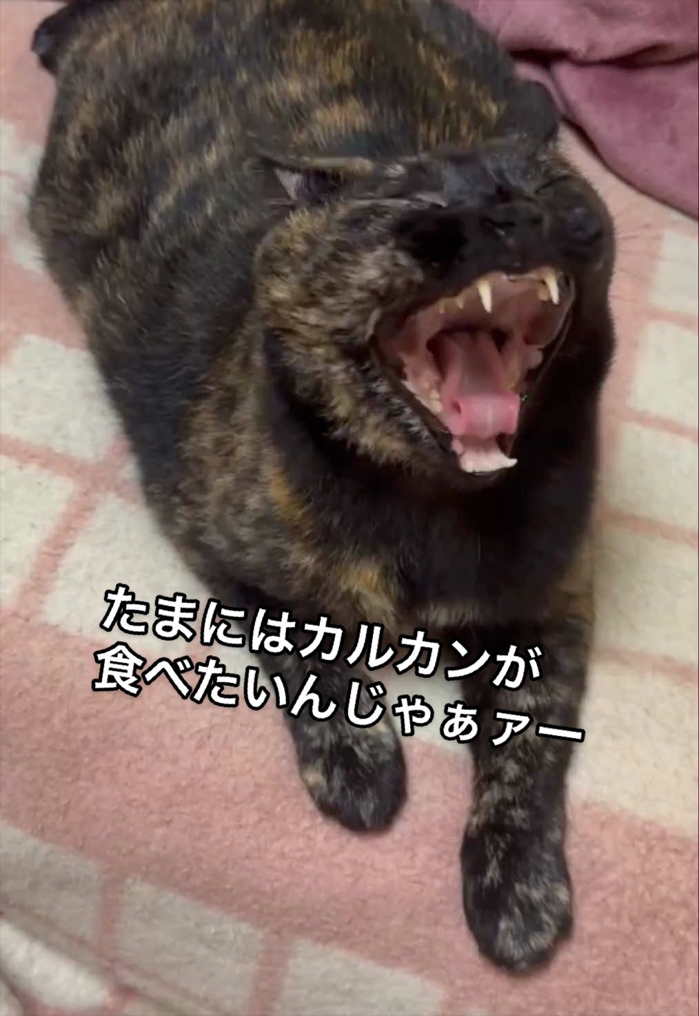 @聴々物語PROJECT