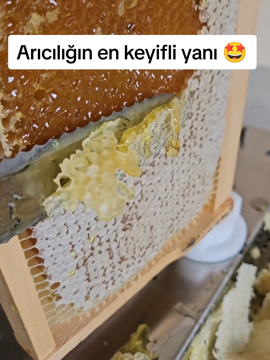 @Doğan Arıcılık 🐝