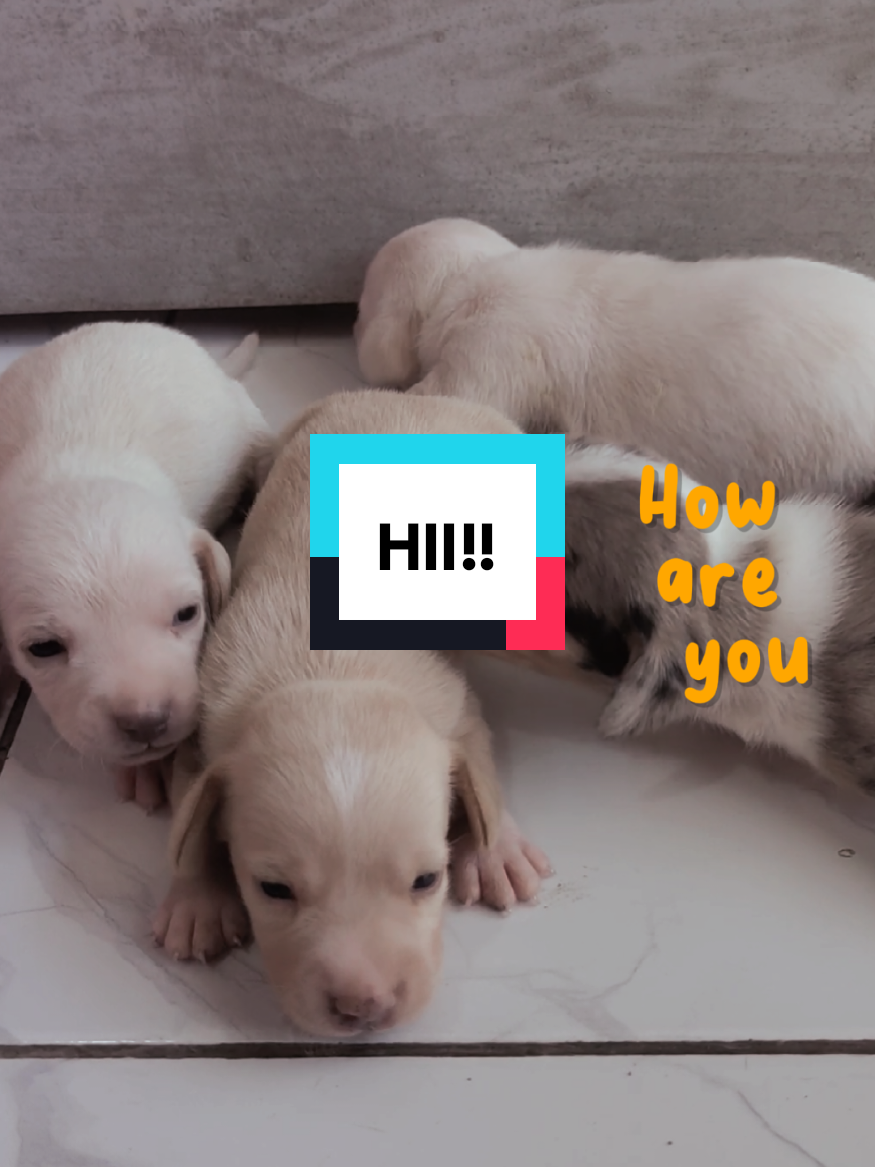 @wuffels