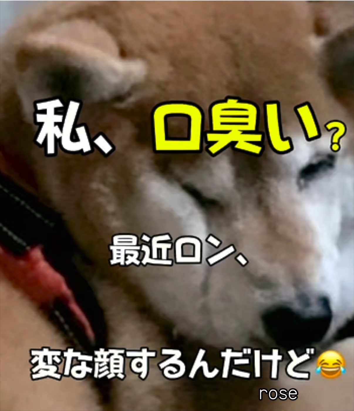 @ron_shiba
