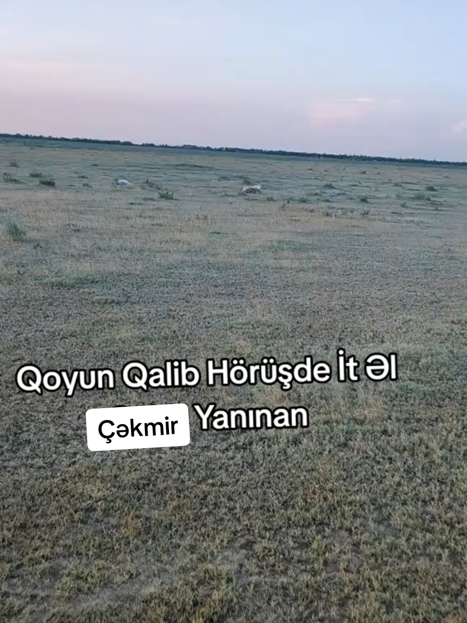 @Vəli Baba