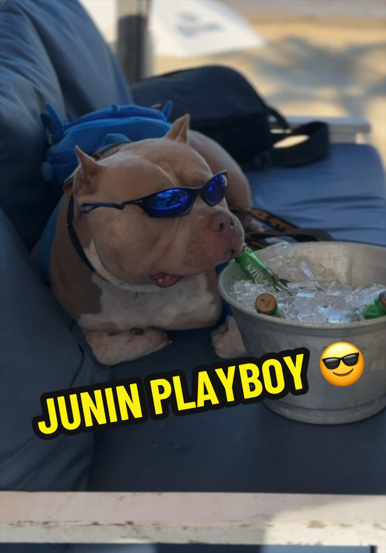 @Família Ragnar 🐶