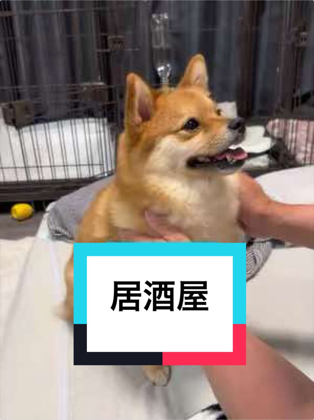 @🐶とん&ぺっぺこぺー🦊