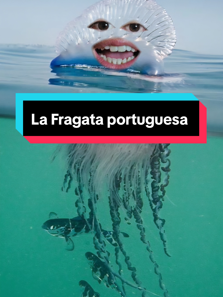 @Nico.olasp 🌊