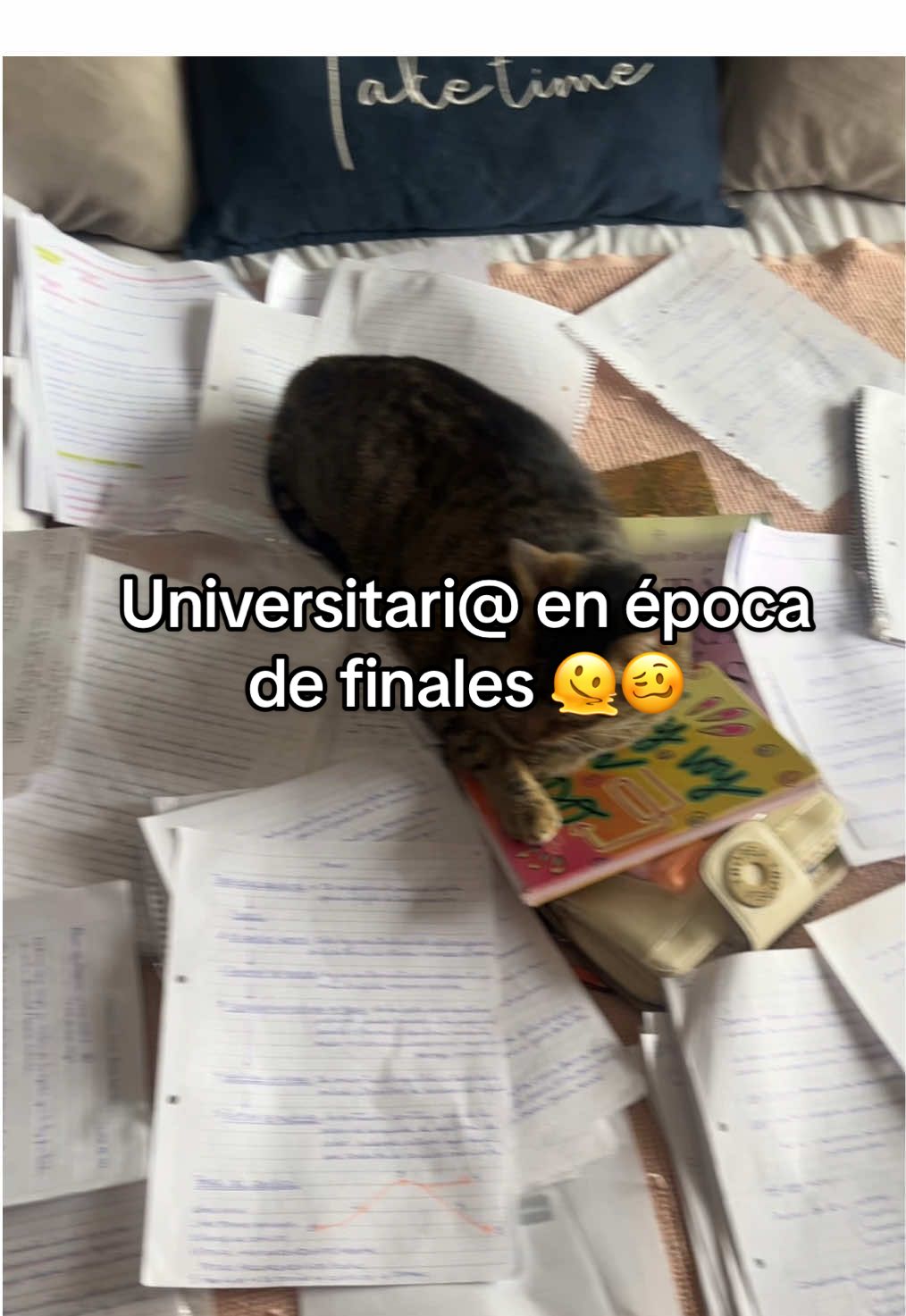 @Ailuu