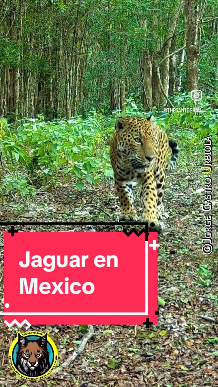 @Jorge Urbiola