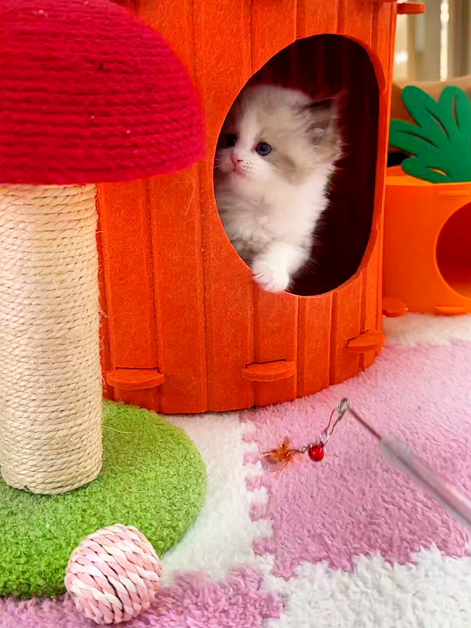 @핑발바닥은 못참는다냥🐱
