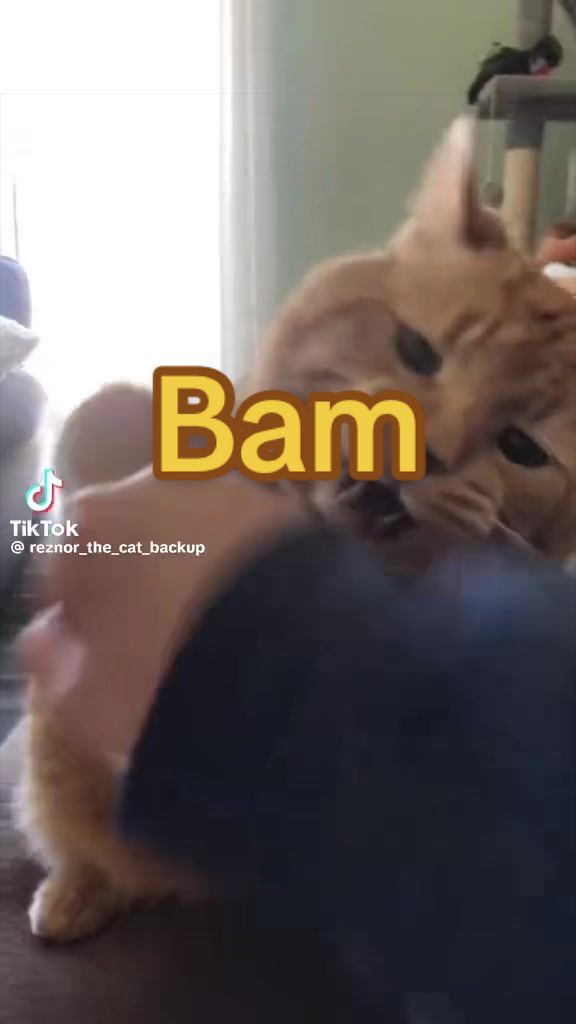 @Reznor_the_cat🪽