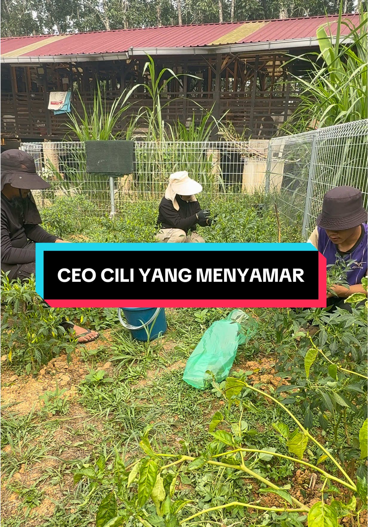 @AB Agrofarm 588