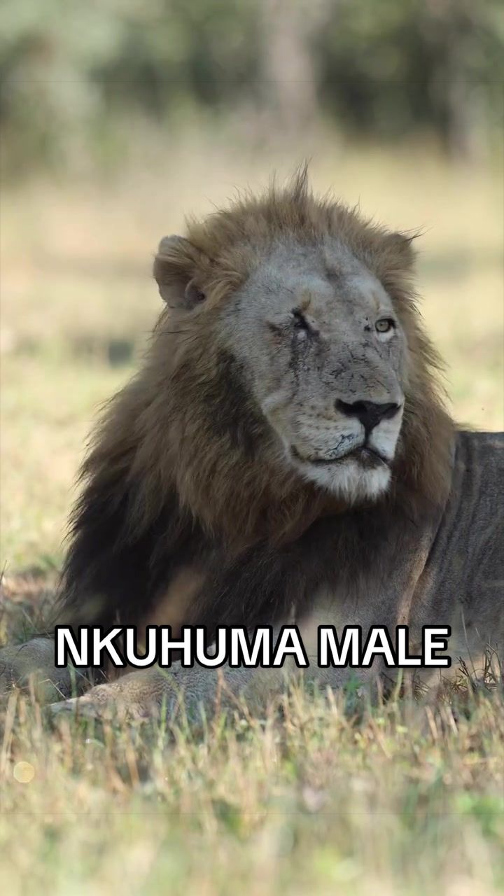 @Nai | LION EXPERT 🌍
