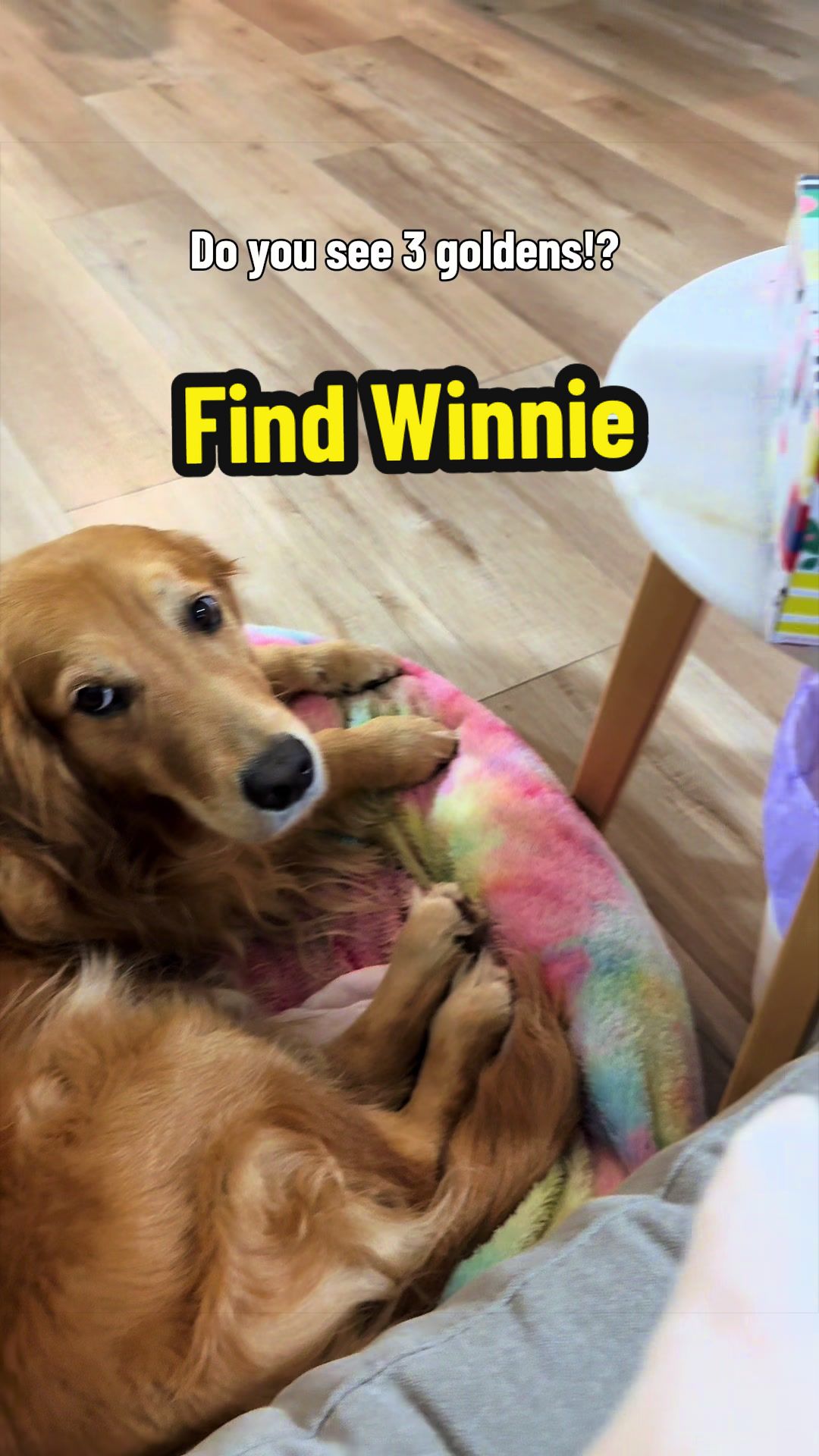 @3goldenretriever