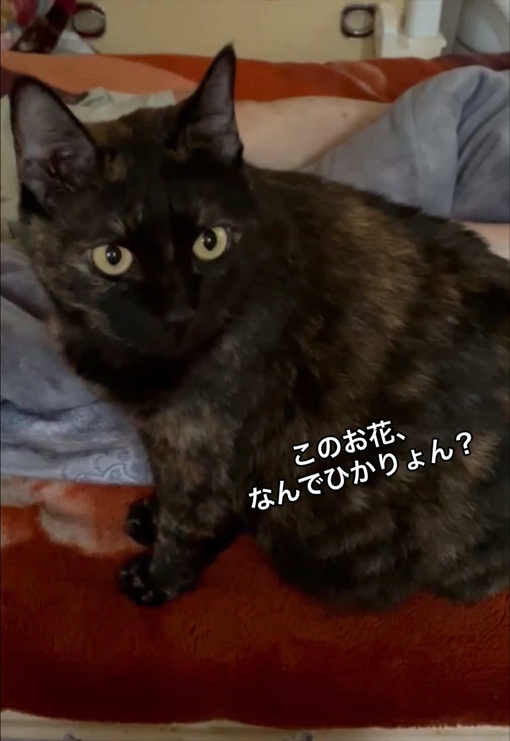 @聴々物語PROJECT