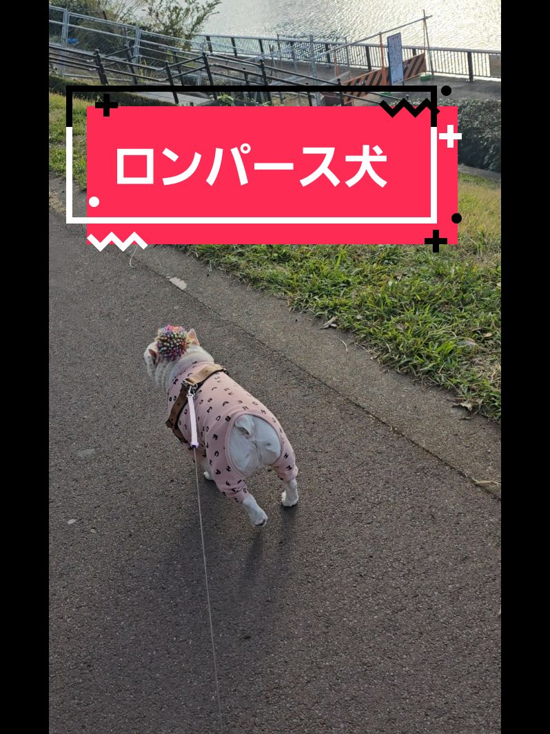 @フレブルJesse ❤️ MyO