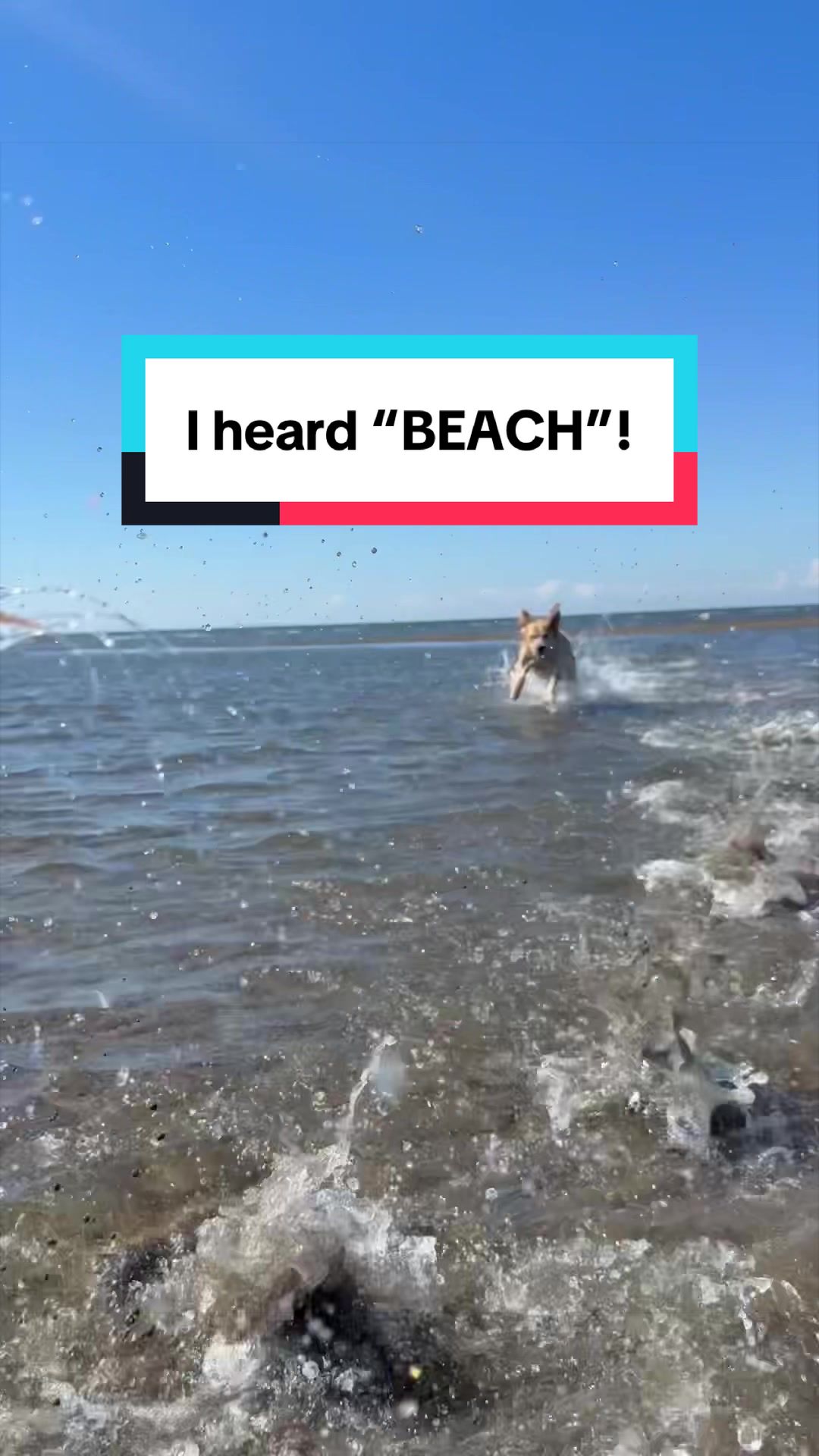 @3goldenretriever