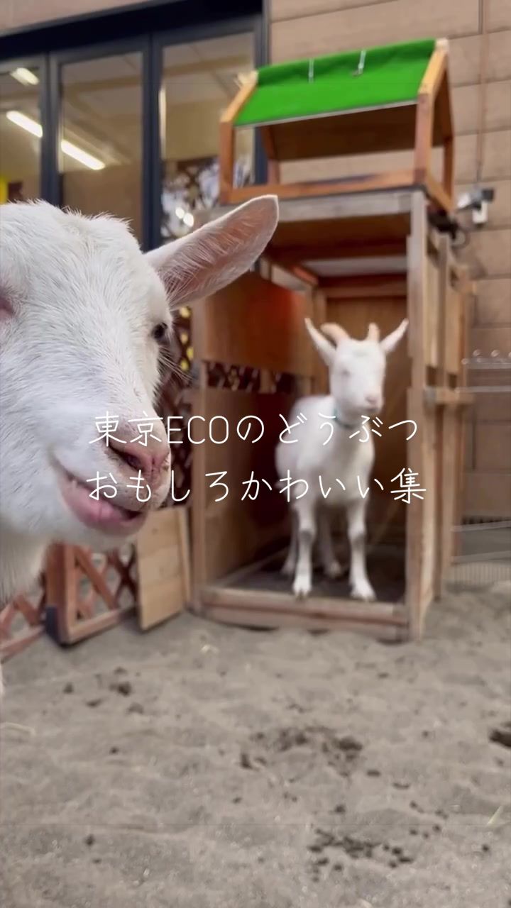 @TCA東京ECO動物海洋専門学校
