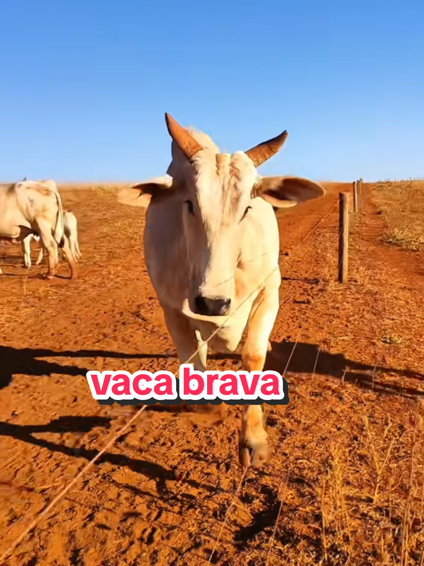 @Geovane neto