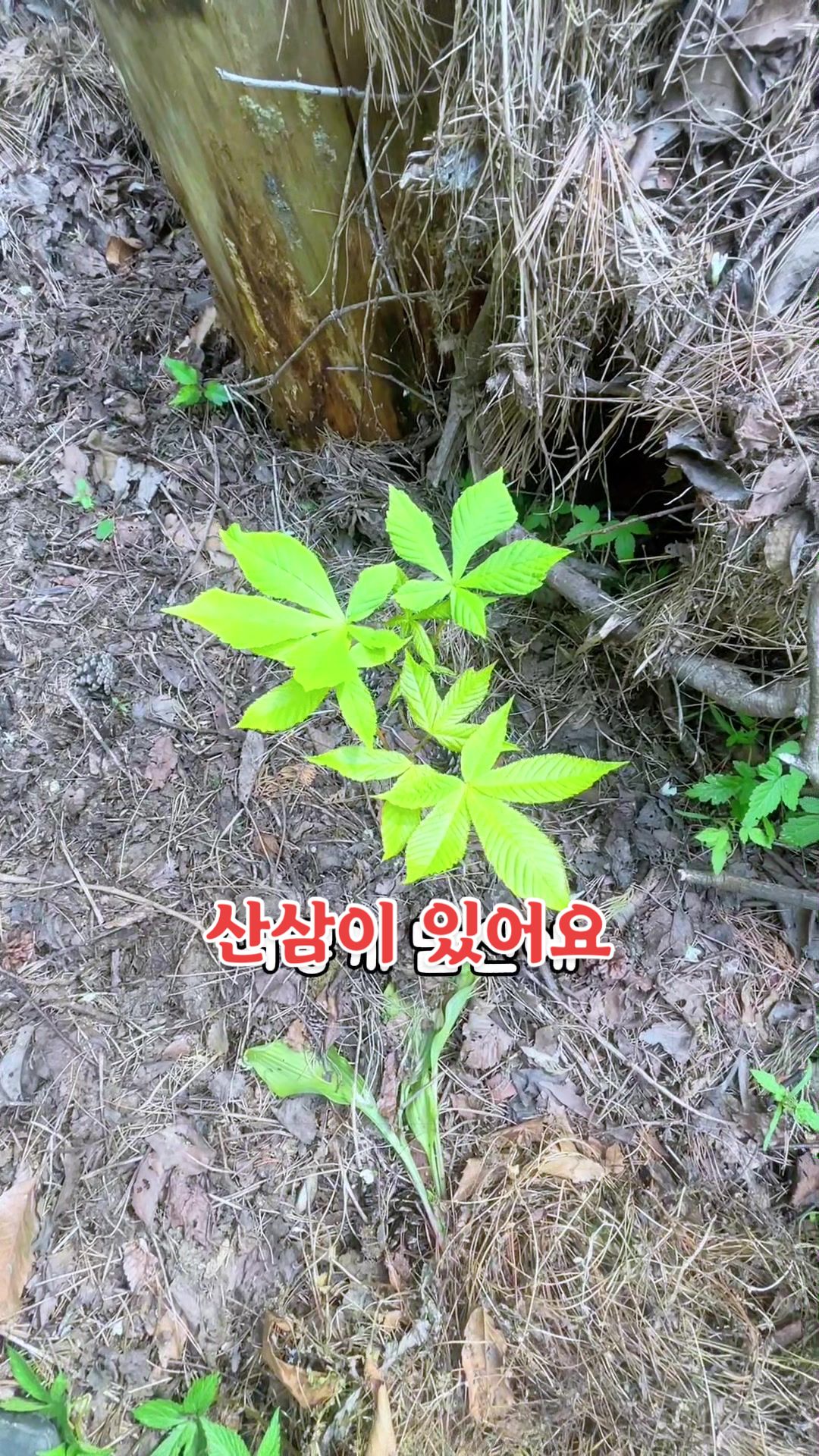 @삼촌