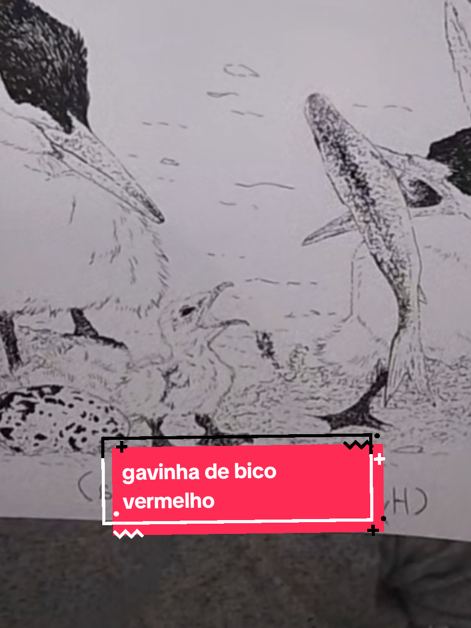 @Afonso Henrique