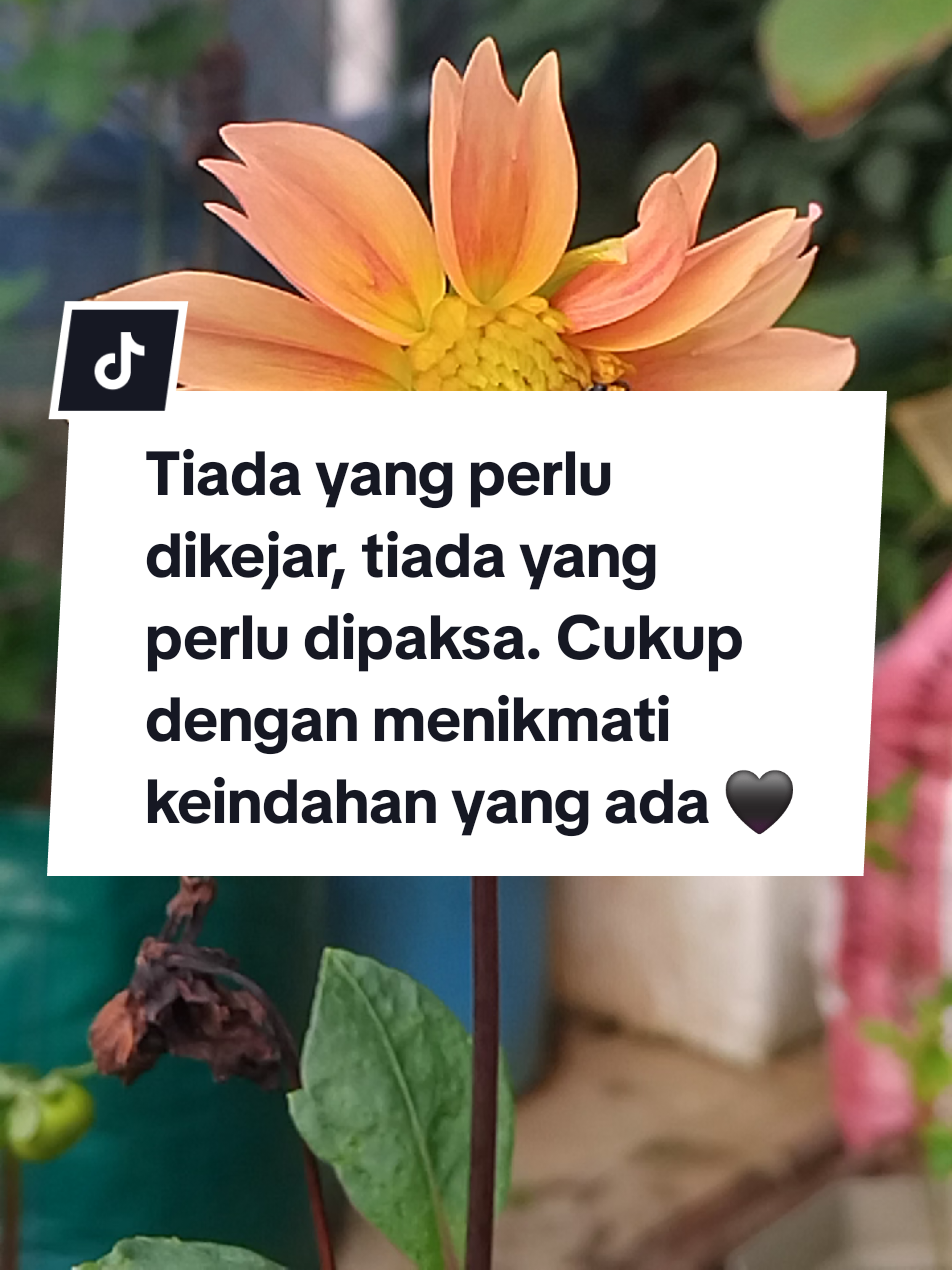 @Hayati Mummiey