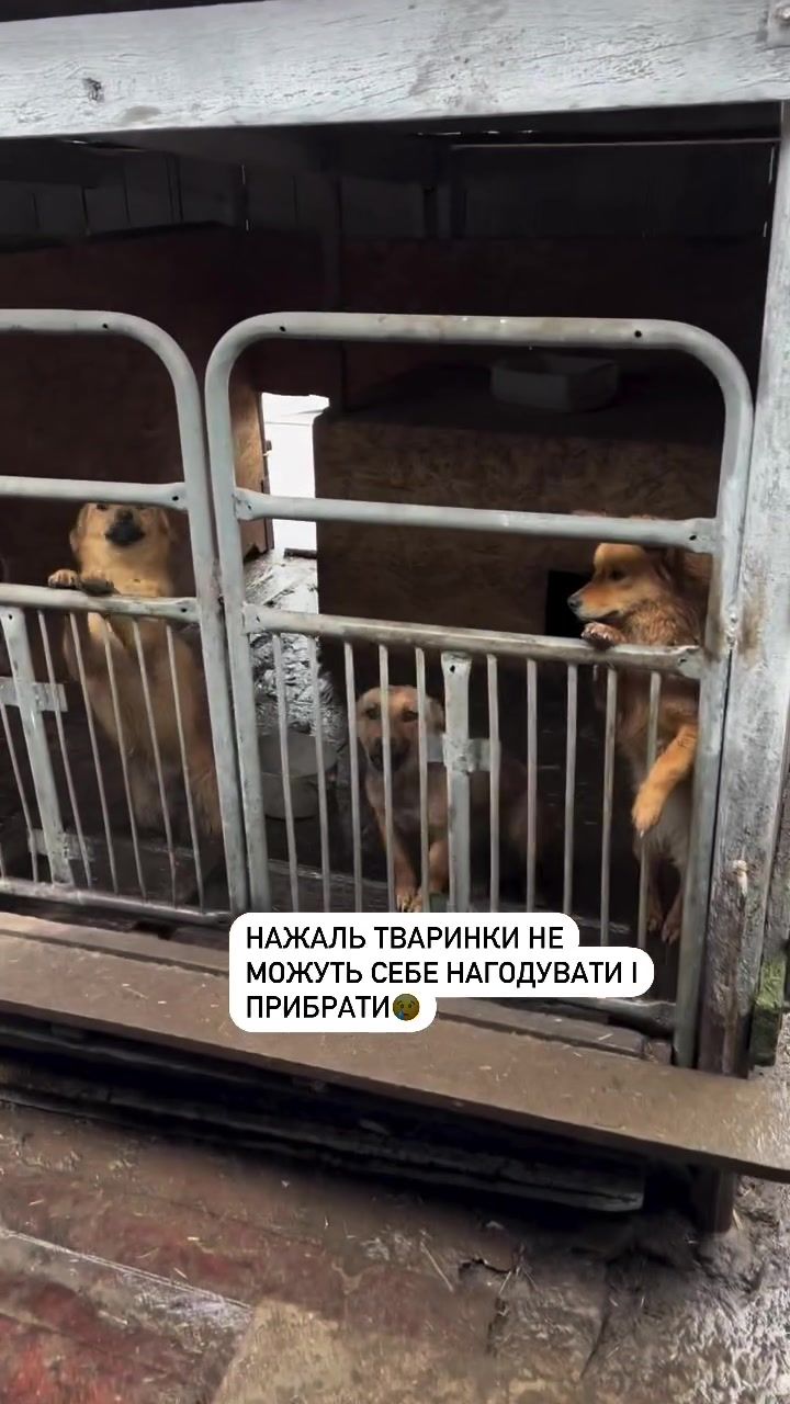 @Світлана Ткачук