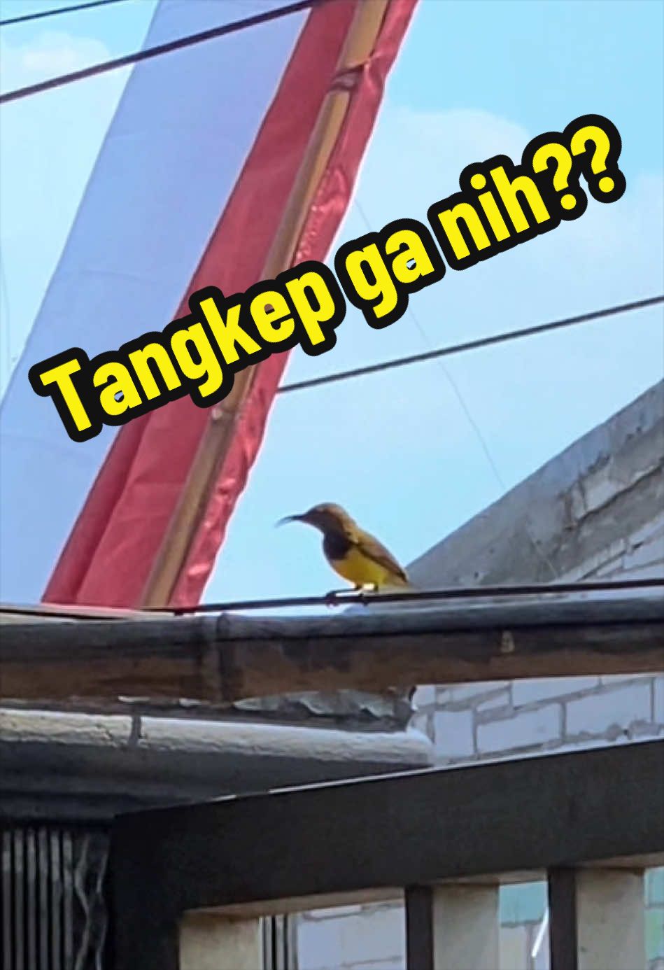 @GeDang Manuk