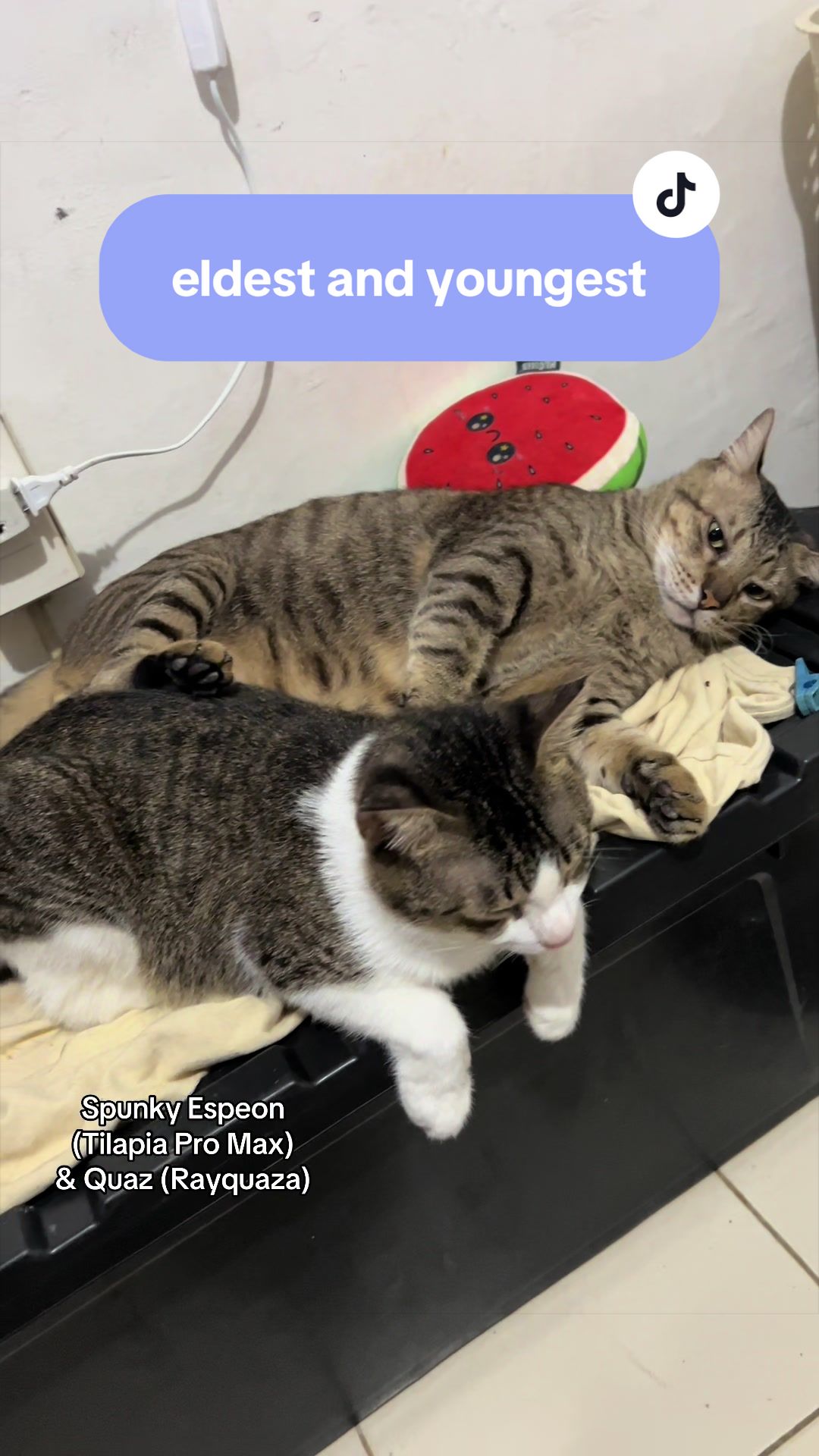 @17meows