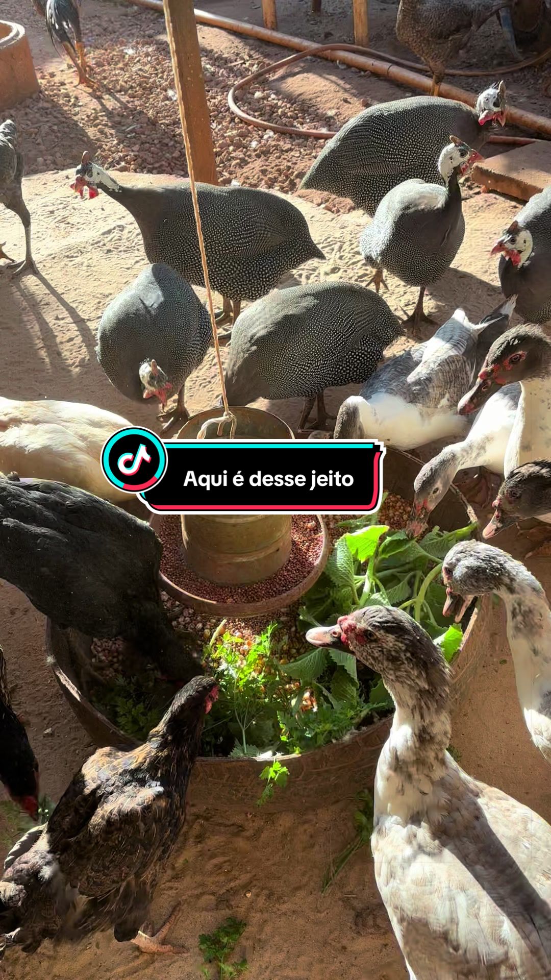 @Antonia Sousa