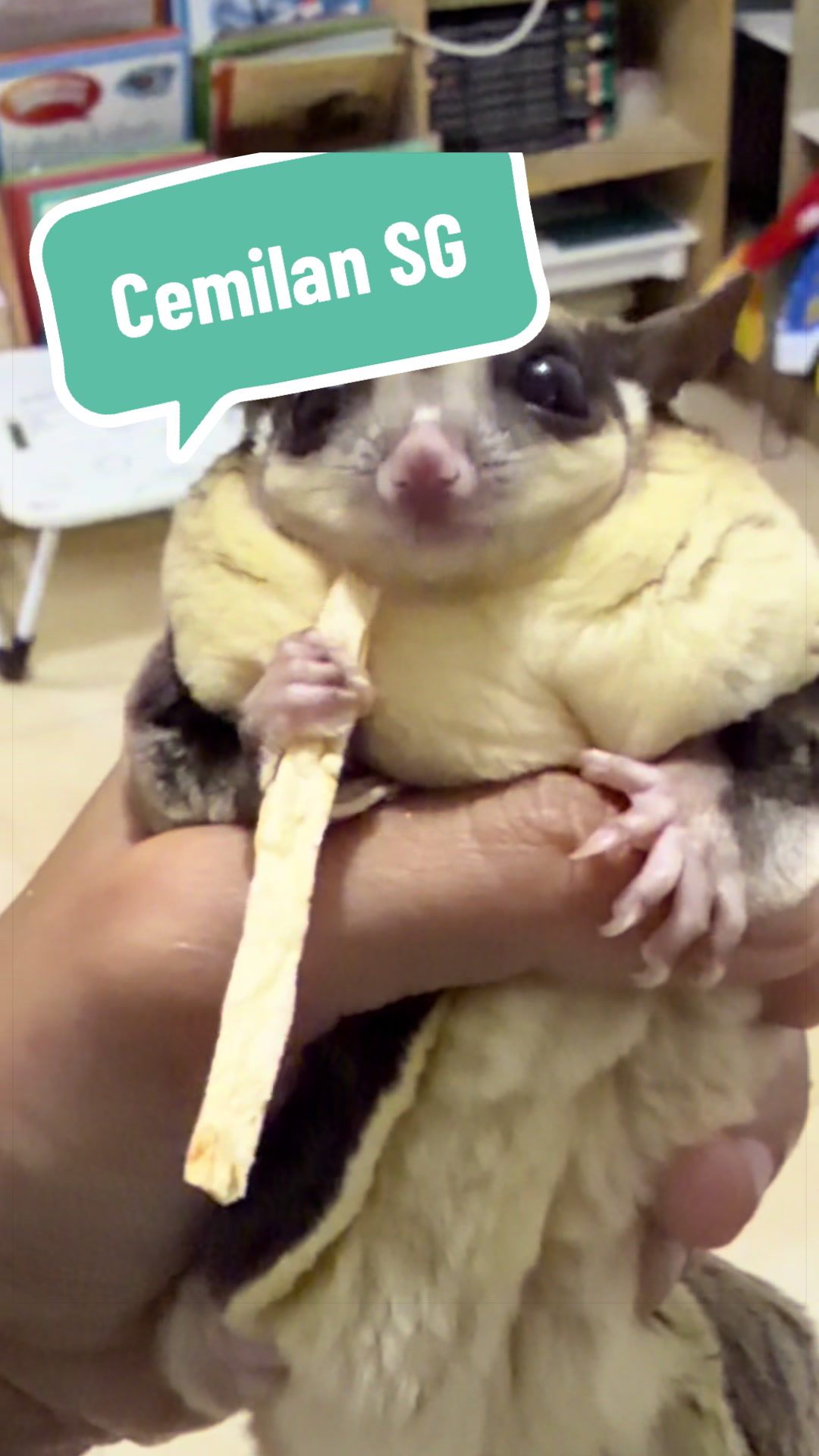 @Pet Journal Space