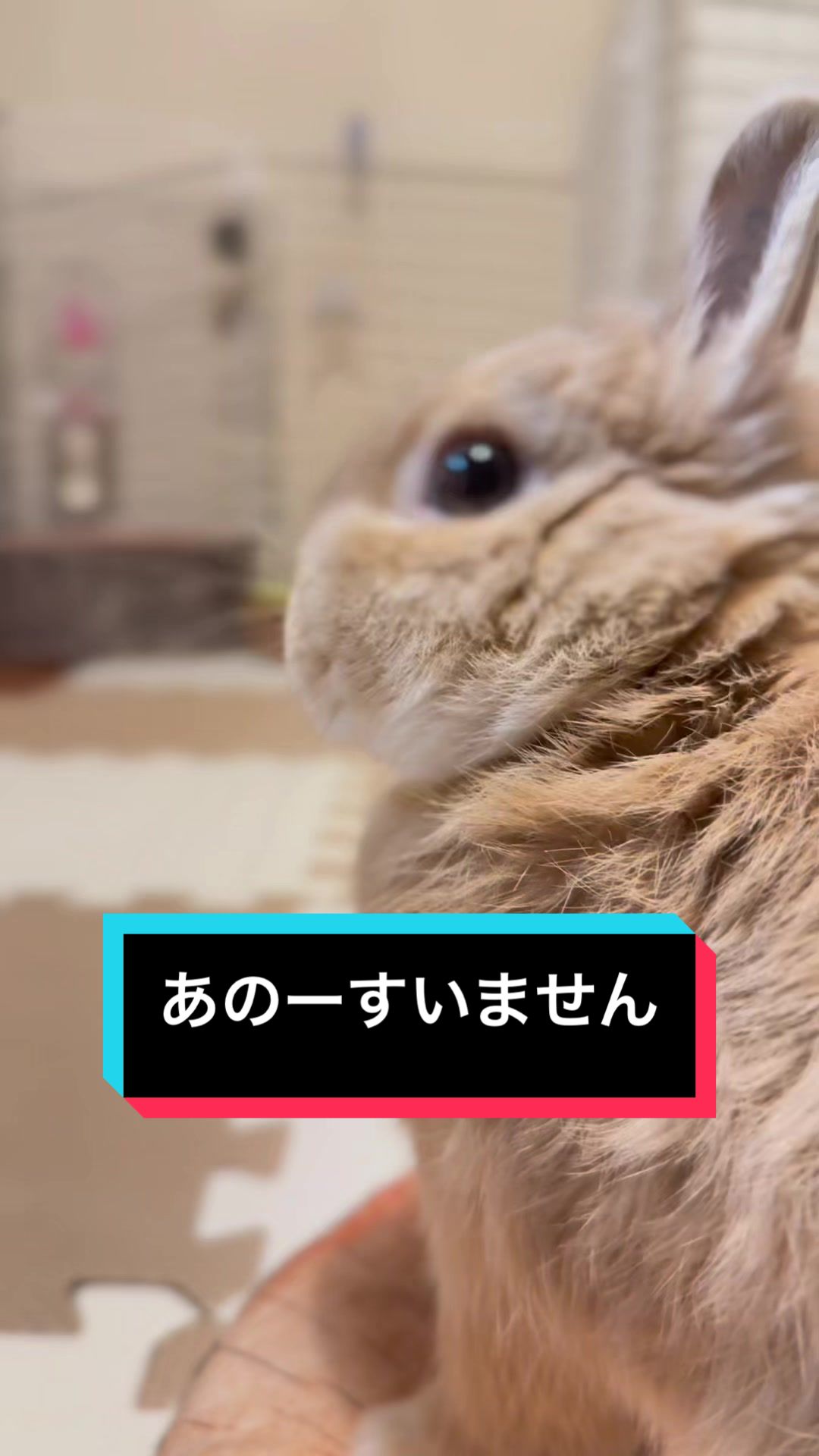 @うさぎのもちまる
